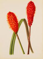 Dramatic 'Abyssinian Kniphofia' Chromolithograph 1871-1881 (4 of 4) Dramatic 'Abyssinian Kniphofia' Chromolithograph 1871-1881 (4 of 4)