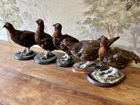 Item Additional Image