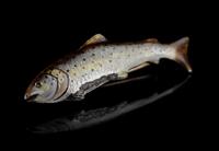 Antique Enamel Salmon Brooch, 15ct Gold, Silver (4 of 14) Antique Enamel Salmon Brooch, 15ct Gold, Silver (4 of 14)