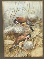 Ornithological Watercolour Finches Birds Study by Florence Barlow Royal Doulton (4 of 40) Ornithological Watercolour Finches Birds Study by Florence Barlow Royal Doulton (4 of 40)