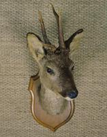 Taxidermy Roe Deer (3 of 4) Taxidermy Roe Deer (3 of 4)