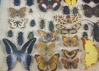 Antique Butterfly and Insect Specimens Collection (6 of 8) Antique Butterfly and Insect Specimens Collection (6 of 8)