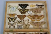Antique Butterfly & Moth Cased Specimen Collection (5 of 8) Antique Butterfly & Moth Cased Specimen Collection (5 of 8)