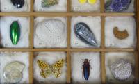 Antique Natural History Collectors Cabinet (6 of 8) Antique Natural History Collectors Cabinet (6 of 8)