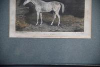 Pair Antique Race Horse Engravings (5 of 11) Pair Antique Race Horse Engravings (5 of 11)
