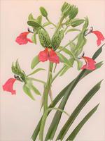 Beautiful 'Cymbidium Orchid' Rare Chromolithograph 1903 (3 of 4) Beautiful 'Cymbidium Orchid' Rare Chromolithograph 1903 (3 of 4)