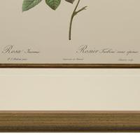 Rosa Inermis Lithograph. After Pierre Joseph Redoute 1954 (3 of 3) Rosa Inermis Lithograph. After Pierre Joseph Redoute 1954 (3 of 3)