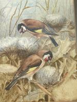 Ornithological Watercolour Finches Birds Study by Florence Barlow Royal Doulton (28 of 40) Ornithological Watercolour Finches Birds Study by Florence Barlow Royal Doulton (28 of 40)