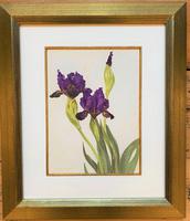 Stunning Purple Iris Chromolithograph. Henry G Moon. 1903 (4 of 4) Stunning Purple Iris Chromolithograph. Henry G Moon. 1903 (4 of 4)