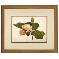 Magnolia Parviflore Chromolithograh. Robinson. 1871-1881 (2 of 3) Magnolia Parviflore Chromolithograh. Robinson. 1871-1881 (2 of 3)