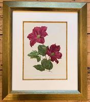 Sublime Claret Clematis Chromolithograph. Henry G Moon. 1903 (3 of 4) Sublime Claret Clematis Chromolithograph. Henry G Moon. 1903 (3 of 4)