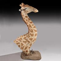 Rare And Extremely Well Prepared Late 20th Century Taxidermy African Bull Giraffe (14 of 14) Rare And Extremely Well Prepared Late 20th Century Taxidermy African Bull Giraffe (14 of 14)
