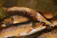 Oil Painting by John Christopher Bell "Brown Trout on a Bank" (3 of 5) Oil Painting by John Christopher Bell "Brown Trout on a Bank" (3 of 5)