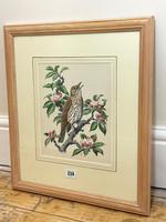 Watercolour "Chirping Song Thrush Bird" Signed Charles Frederick Tunnicliffe OBE RA 1901-1979 (31 of 35) Watercolour "Chirping Song Thrush Bird" Signed Charles Frederick Tunnicliffe OBE RA 1901-1979 (31 of 35)