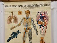 Large University Anatomical Chart “Veins and Lungs” by Turner (3 of 6) Large University Anatomical Chart “Veins and Lungs” by Turner (3 of 6)