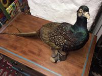 Taxidermy Pheasant (2 of 2) Taxidermy Pheasant (2 of 2)