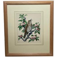 Song Bird  Watercolour, Framed c.1950s — Charles F. Tunnicliffe OBE RA British Wildlife Art