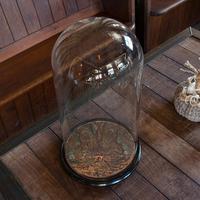 Antique Taxidermy Dome, English, Glass, Collectible, Display Showcase, Edwardian (6 of 7) Antique Taxidermy Dome, English, Glass, Collectible, Display Showcase, Edwardian (6 of 7)