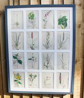 James Sowerby Lovely Collection of 16 Botanicals (4 of 4) James Sowerby Lovely Collection of 16 Botanicals (4 of 4)