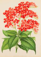 Vibrant 'Eranthemum Chinnabarinium' Chromolithograph 1871-1881 (4 of 4) Vibrant 'Eranthemum Chinnabarinium' Chromolithograph 1871-1881 (4 of 4)