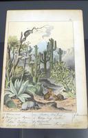6 Framed Animal Coloured Pictures Plates C1877 Sketches from Nature - N America & Canada (6 of 12) 6 Framed Animal Coloured Pictures Plates C1877 Sketches from Nature - N America & Canada (6 of 12)