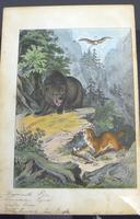 6 Framed Animal Coloured Pictures Plates C1877 Sketches from Nature - N America & Canada (7 of 12) 6 Framed Animal Coloured Pictures Plates C1877 Sketches from Nature - N America & Canada (7 of 12)