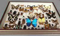 Large Antique Specimen Butterfly & Insect Case (4 of 7) Large Antique Specimen Butterfly & Insect Case (4 of 7)