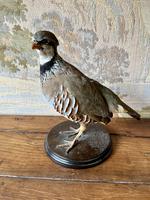 Taxidermy Pheasant & Partridge (3 of 4) Taxidermy Pheasant & Partridge (3 of 4)