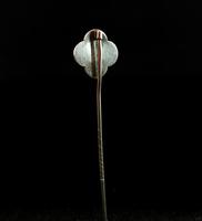 Antique Victorian Silver Stick Pin, Aesthetic Era (10 of 12) Antique Victorian Silver Stick Pin, Aesthetic Era (10 of 12)