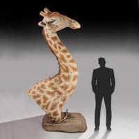 Rare And Extremely Well Prepared Late 20th Century Taxidermy African Bull Giraffe (2 of 14) Rare And Extremely Well Prepared Late 20th Century Taxidermy African Bull Giraffe (2 of 14)