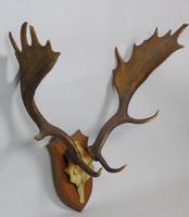 Antique Antlers on Solid Oak Shield (7 of 7) Antique Antlers on Solid Oak Shield (7 of 7)