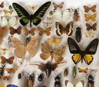 Large Antique Butterfly & Insect Specimen Case (4 of 7) Large Antique Butterfly & Insect Specimen Case (4 of 7)