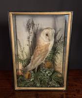 Decorative Cased Taxidermy Barn Owl (10 of 10) Decorative Cased Taxidermy Barn Owl (10 of 10)