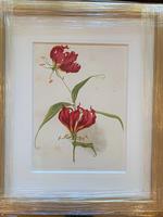 Beautiful 'Gloriana Rothschildiana' Rare Chromolithograph 1903 (2 of 4) Beautiful 'Gloriana Rothschildiana' Rare Chromolithograph 1903 (2 of 4)