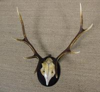 Antique Antlers on Shield (4 of 5) Antique Antlers on Shield (4 of 5)