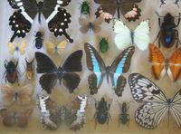 Large Antique Specimen Butterfly & Insect Case (7 of 9) Large Antique Specimen Butterfly & Insect Case (7 of 9)