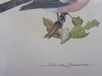 Watercolour Study of a Finch Listed Wildlife Artist David Andrews (9 of 10) Watercolour Study of a Finch Listed Wildlife Artist David Andrews (9 of 10)