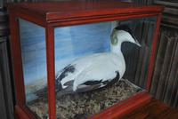 Taxidermy Eider Duck in Case (5 of 5) Taxidermy Eider Duck in Case (5 of 5)