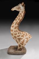 Rare And Extremely Well Prepared Late 20th Century Taxidermy African Bull Giraffe (6 of 14) Rare And Extremely Well Prepared Late 20th Century Taxidermy African Bull Giraffe (6 of 14)
