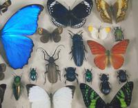 Good Antique Butterfly & Insect Specimens Collection (2 of 7) Good Antique Butterfly & Insect Specimens Collection (2 of 7)