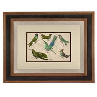 Hand Coloured 'Glorious Hummingbird' Lithograph. Goldsmith 1875 (4 of 4) Hand Coloured 'Glorious Hummingbird' Lithograph. Goldsmith 1875 (4 of 4)