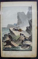 6 Framed Animal Coloured Pictures Plates C1877 Sketches From Nature - N Europe & Lapland (8 of 11) 6 Framed Animal Coloured Pictures Plates C1877 Sketches From Nature - N Europe & Lapland (8 of 11)