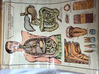 Vintage Medical Anatomical Elementary Physiology Chart Poster Early Arnold No 5 (10 of 19) Vintage Medical Anatomical Elementary Physiology Chart Poster Early Arnold No 5 (10 of 19)