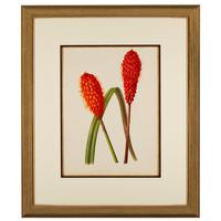 Dramatic 'Abyssinian Kniphofia' Chromolithograph 1871-1881 (3 of 4) Dramatic 'Abyssinian Kniphofia' Chromolithograph 1871-1881 (3 of 4)