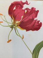 Beautiful 'Gloriana Rothschildiana' Rare Chromolithograph 1903 (4 of 4) Beautiful 'Gloriana Rothschildiana' Rare Chromolithograph 1903 (4 of 4)