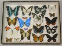 Antique Specimen Butterfly Case (2 of 7) Antique Specimen Butterfly Case (2 of 7)