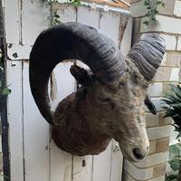 Antique Taxidermy Bighorn Sheep by Rowland Ward Antique Taxidermy Bighorn Sheep by Rowland Ward