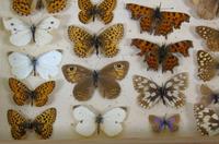 Antique Butterfly & Moth Cased Specimen Collection (8 of 8) Antique Butterfly & Moth Cased Specimen Collection (8 of 8)