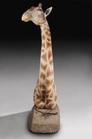 Rare And Extremely Well Prepared Late 20th Century Taxidermy African Bull Giraffe (3 of 14) Rare And Extremely Well Prepared Late 20th Century Taxidermy African Bull Giraffe (3 of 14)