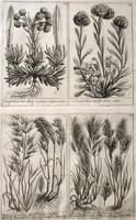 Unique Original French 18th Century Botanical Copperplate Prints (2 of 7) Unique Original French 18th Century Botanical Copperplate Prints (2 of 7)